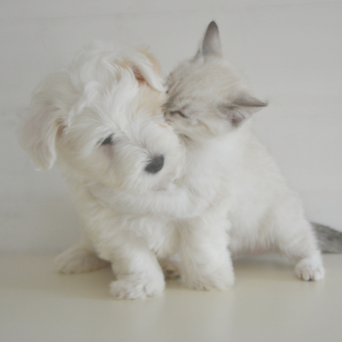 Pet Gifts
