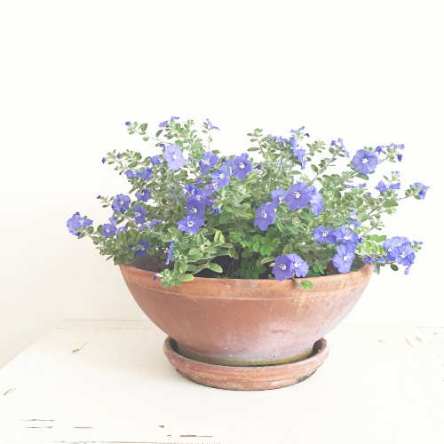 Garden Gifts