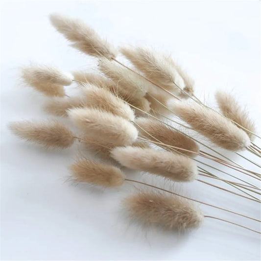 Natural Dried Bunny Tail Grass Bunch
